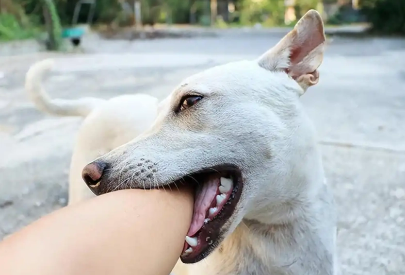 狗咬腳夢境解析 狗咬腳夢境解析