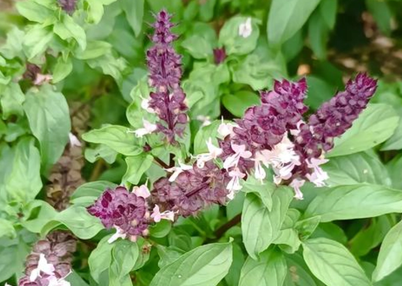 貓咪不能吃九層塔