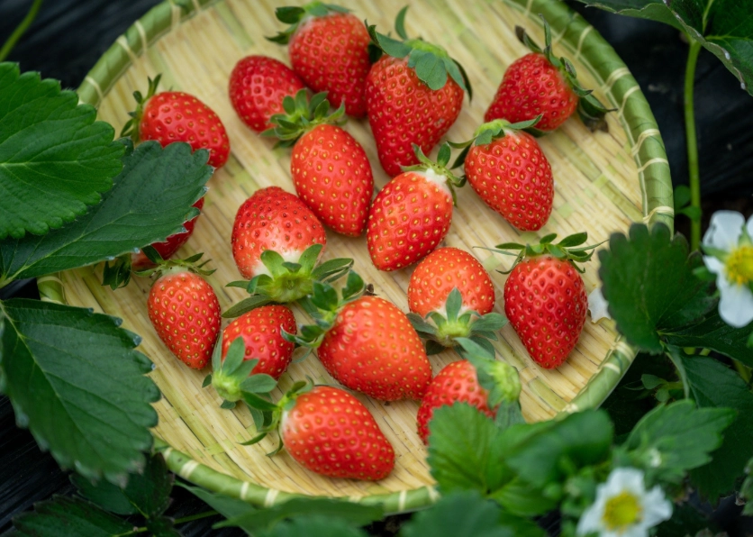 關西採草莓 關西採草莓