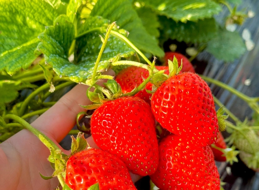 採草莓費用省錢