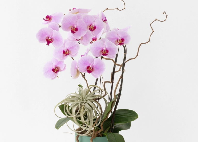 蘭花種類 蘭花種類