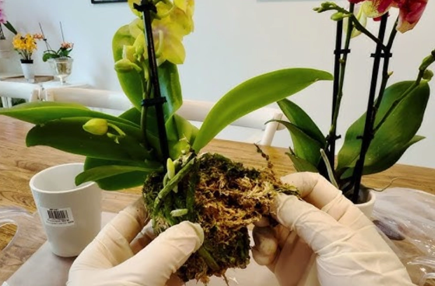 蘭花換盆最佳時機