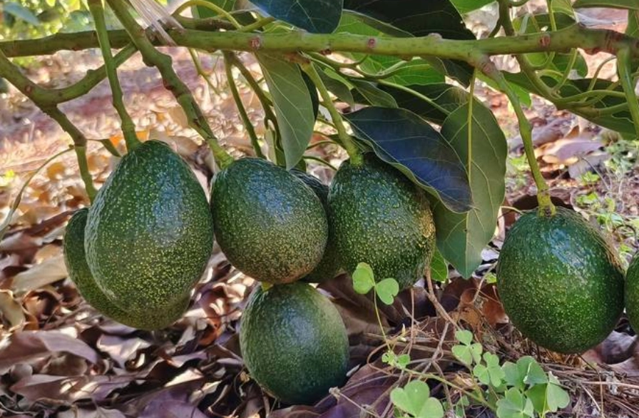 酪梨適合種植的氣候
