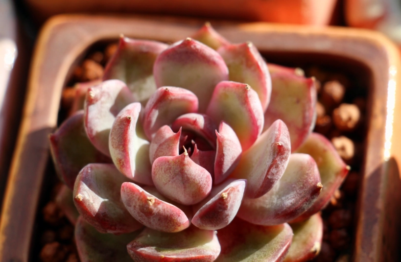 九重天多肉品種