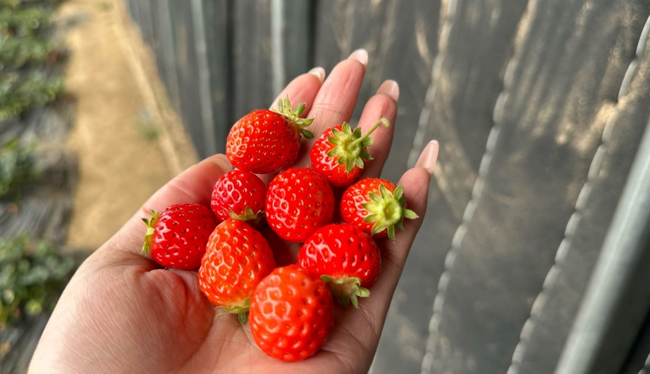 大湖草莓園比較