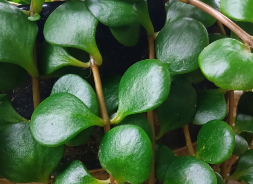 圓葉景天繁殖 圓葉景天繁殖