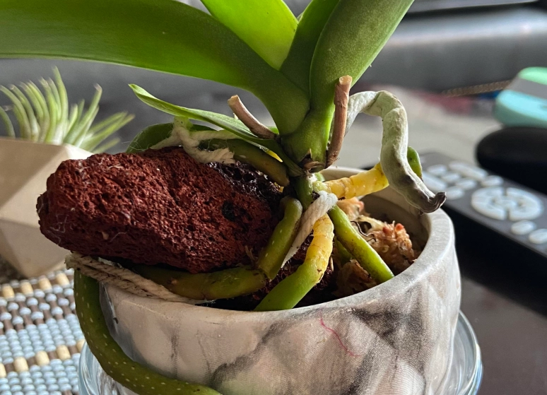 蝴蝶蘭修剪方法 蝴蝶蘭修剪方法