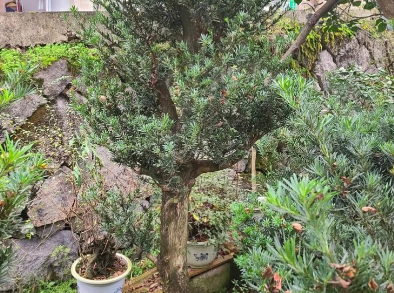 羅漢松樹幹增粗