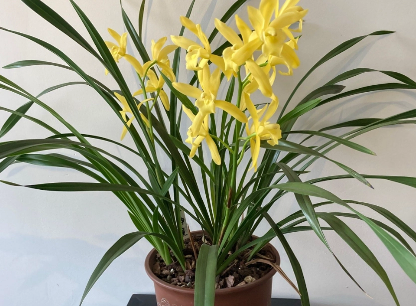 兰花养殖方法 兰花养殖方法