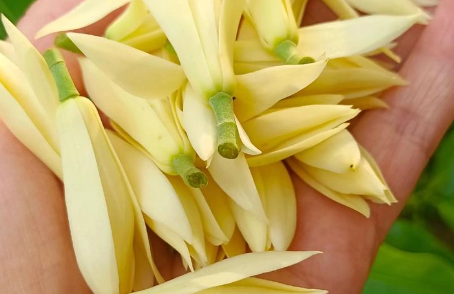 白蘭花如何保存 白蘭花如何保存