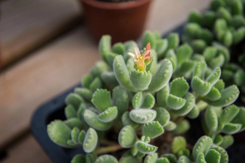 多肉植物益處 多肉植物益處