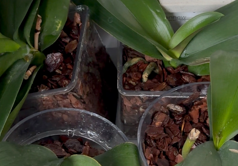 蝴蝶蘭介質選擇