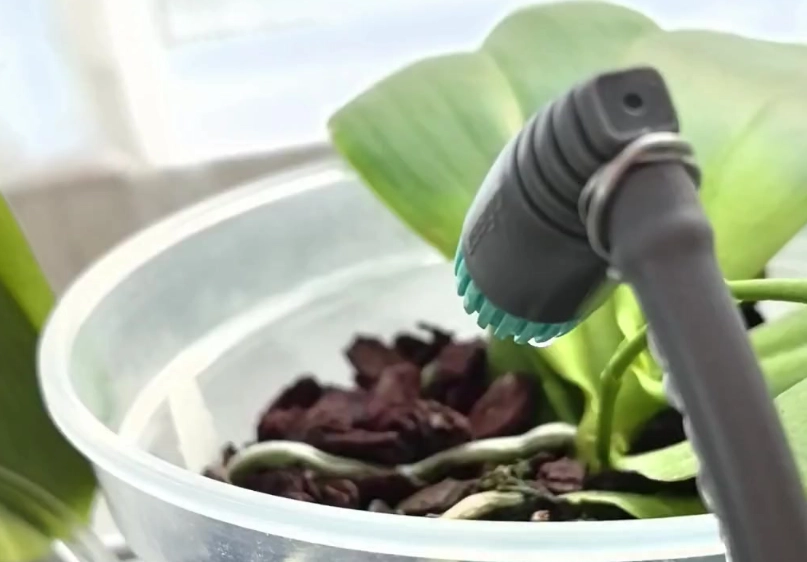 蝴蝶兰浇水方法 蝴蝶兰浇水方法