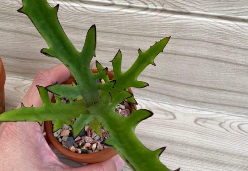 鹿角景天 多肉植物 鹿角景天 多肉植物