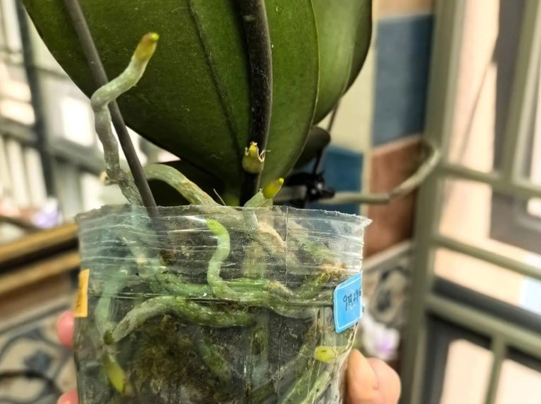 蘭花氣根處理