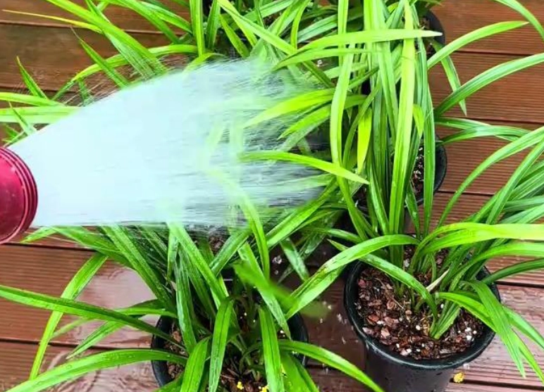 蘭花澆水過多處理 蘭花澆水過多處理