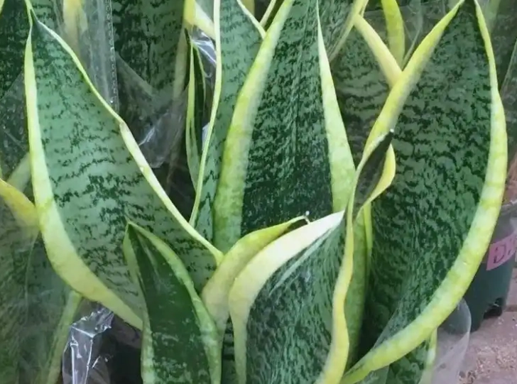 虎尾蘭光照需求 虎尾蘭光照需求