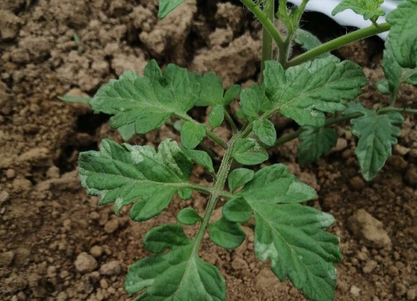 番茄疏葉時機 番茄疏葉時機