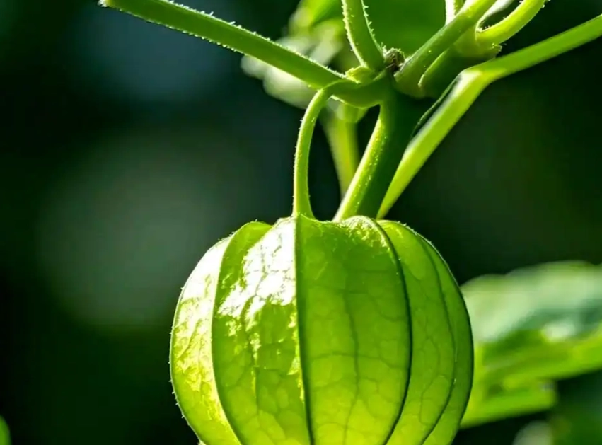 燈籠果修剪技巧