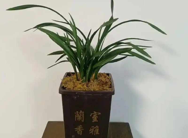 蘭花介質選擇 蘭花介質選擇