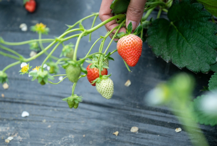 草莓季活動 草莓季活動