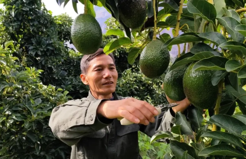 酪梨樹管理 酪梨樹管理