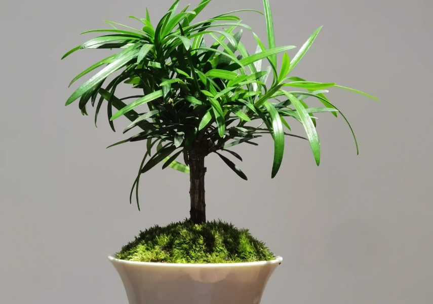 盆栽羅漢松技巧