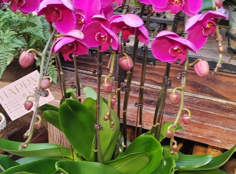 蝴蝶兰养护技巧