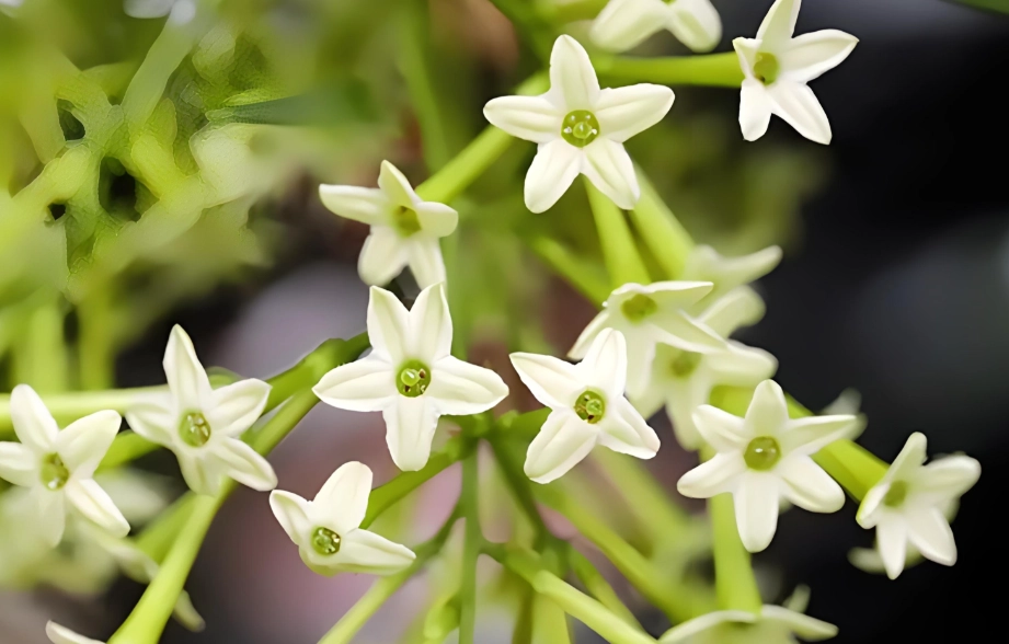 夜来香对猫的影响