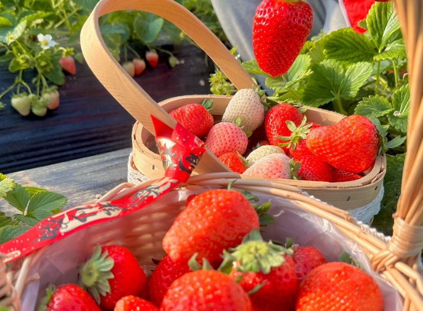 草莓園比較 草莓園比較