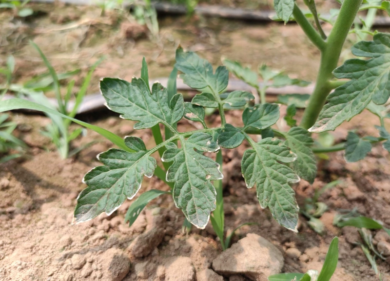 番茄疏葉時機 番茄疏葉時機