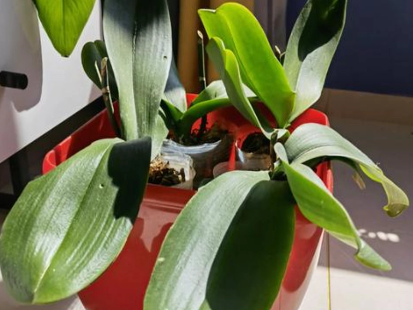 蘭花不開花原因