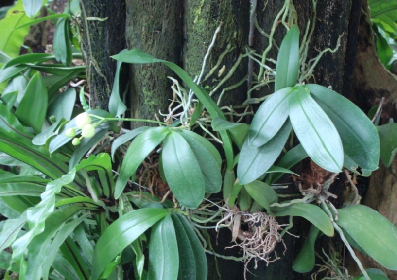 蘭花養殖技巧 蘭花養殖技巧