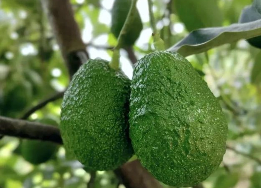 酪梨長太高修剪 酪梨長太高修剪