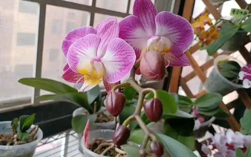 蝴蝶蘭花後照顧