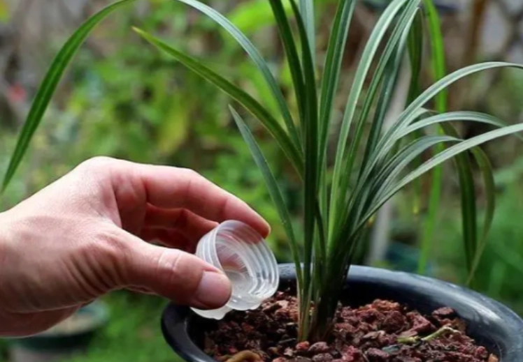 蘭花澆水過多症狀 蘭花澆水過多症狀