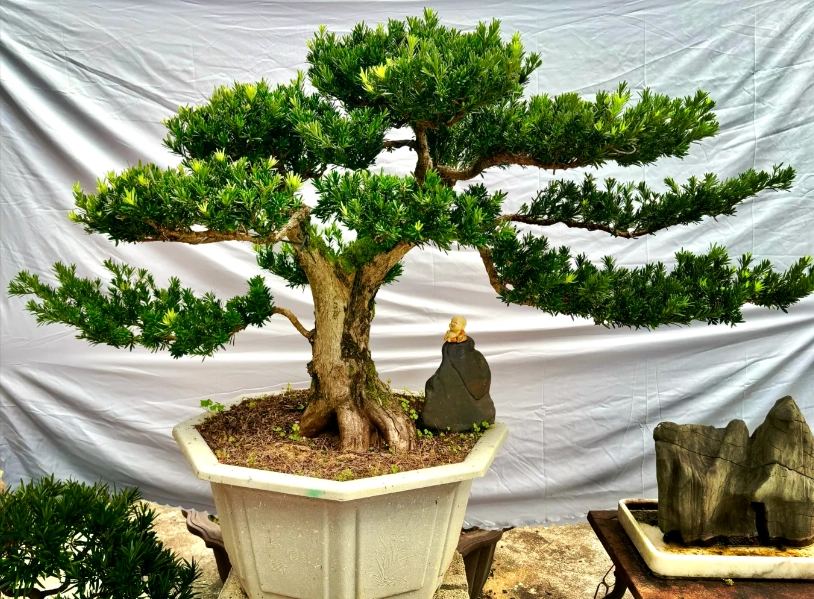 羅漢松變粗方法