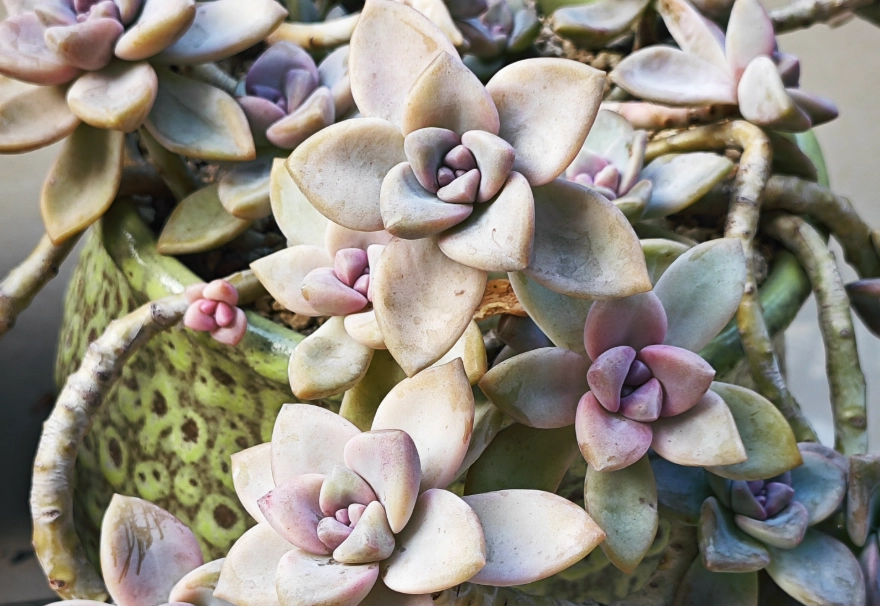 多肉植物象征意义 多肉植物象征意义