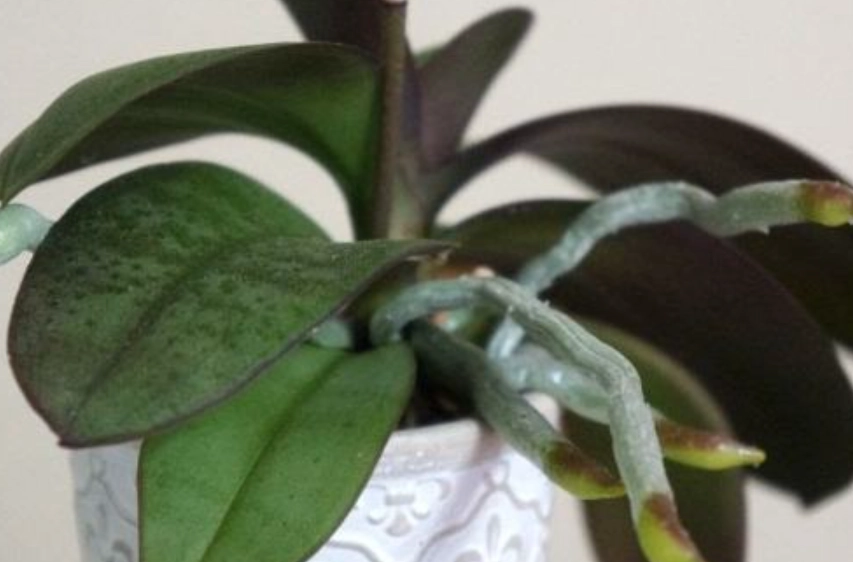 蘭花養護技巧 蘭花養護技巧