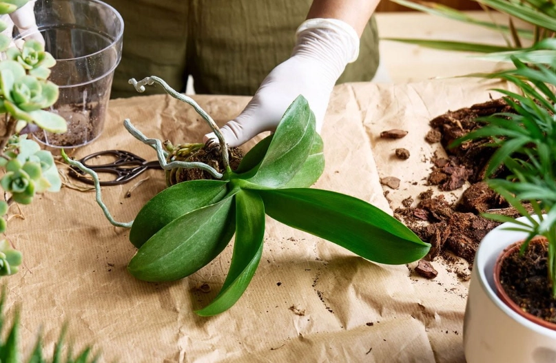 蘭花栽培介質 蘭花栽培介質
