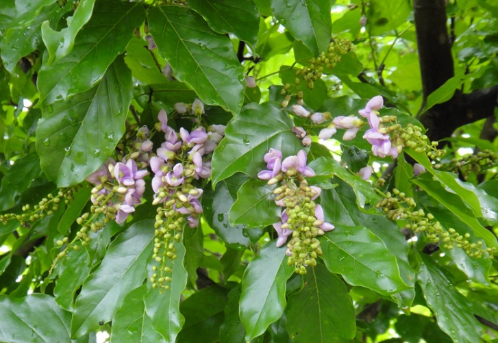 水黃皮使用指南