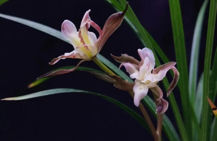 蘭花品種介紹 蘭花品種介紹