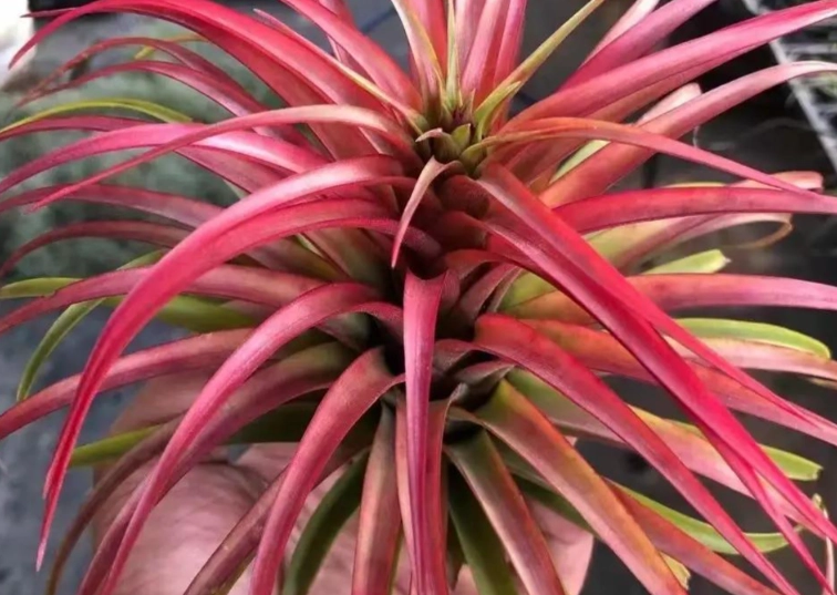 空氣鳳梨生長技巧 空氣鳳梨生長技巧