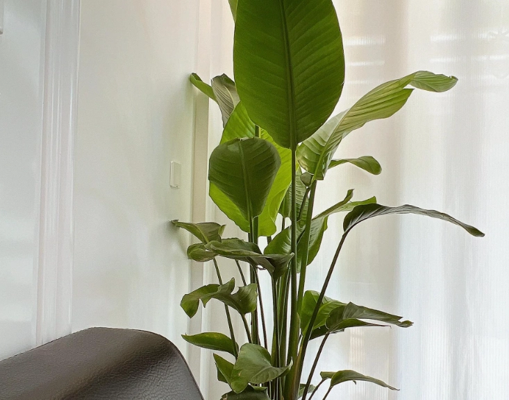 天堂鳥日照需求 天堂鳥日照需求