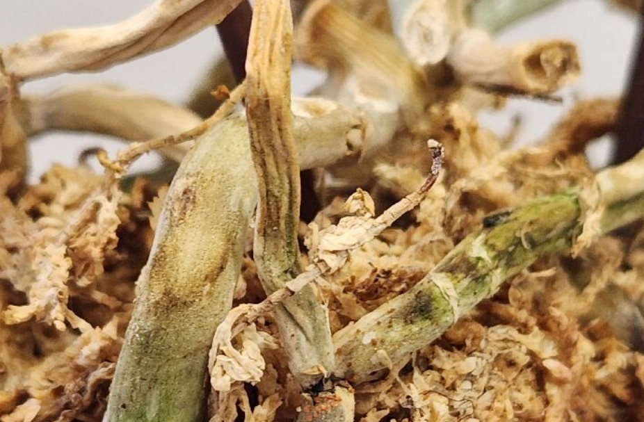 蝴蝶蘭養護技巧