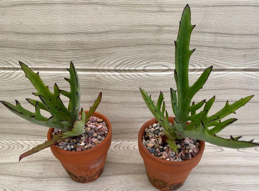 鹿角景天 照顧 鹿角景天 照顧