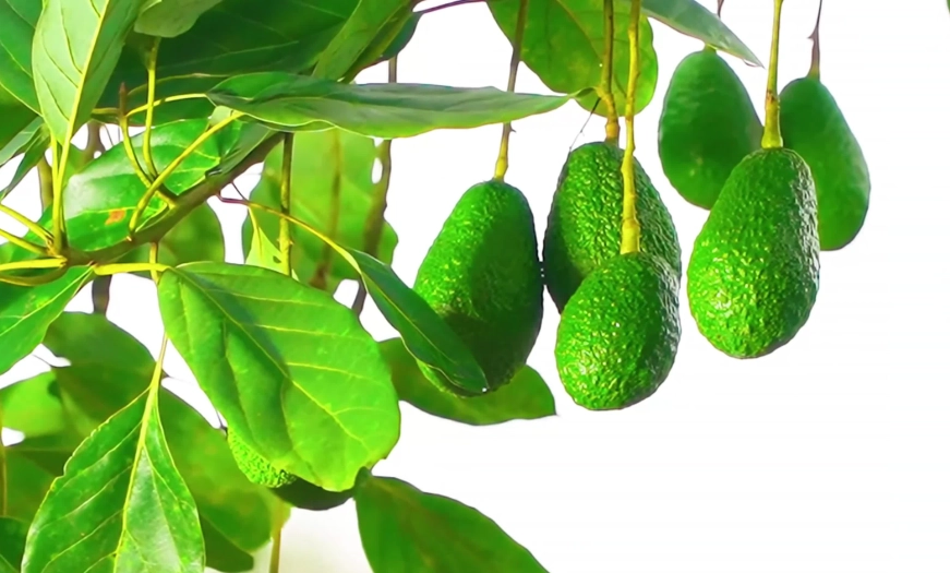 酪梨樹修剪時間