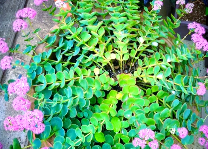 圓葉景天繁殖 圓葉景天繁殖