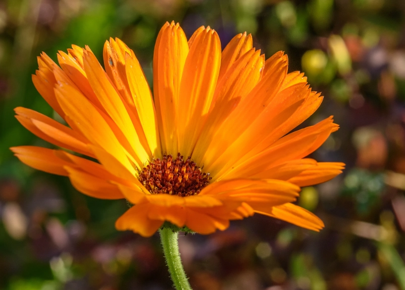 狗友好花園 狗友好花園