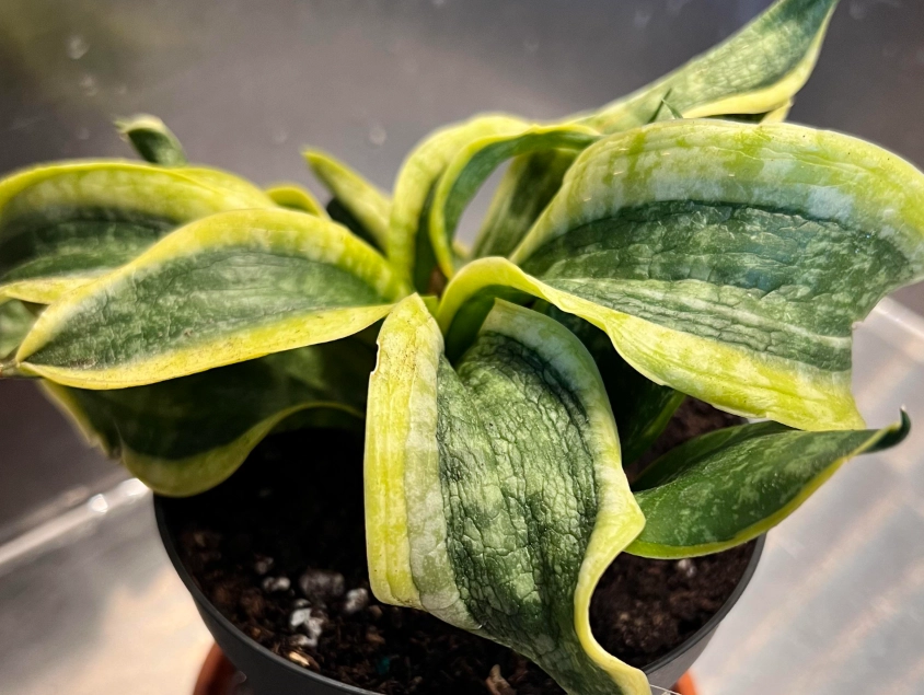 虎尾兰叶子皱皱原因